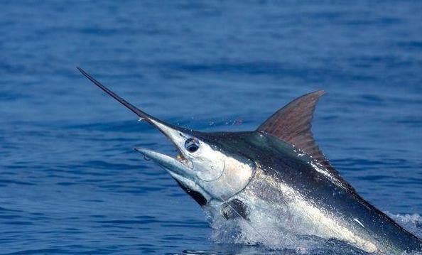 海洋之星2捕魚(yú)游戲下載攻略