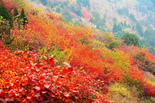 婁底香山紅葉盛景，最新新聞報道